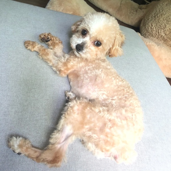 Meet your Posher, Yao - Picture 1 of 1